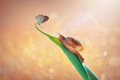 Close-up of insect on leaf