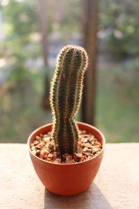 Close-up of plant on table