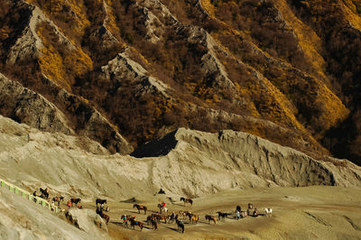 High angle view of horses against mountains