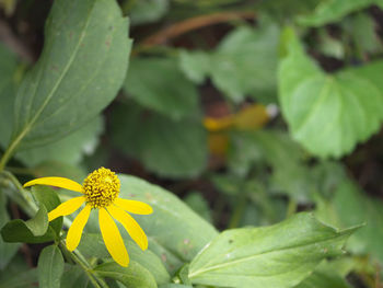 Close-up of yellow flower blooming outdoors