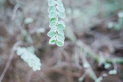 Close-up of fresh green leaves