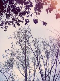 Low angle view of trees against clear sky