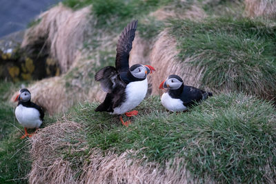 High angle view of puffins on grassy shore