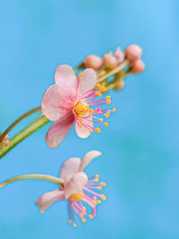 Close-up of pink flower against blue sky