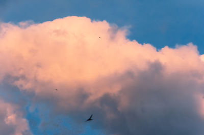 Low angle view of birds flying in sky