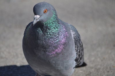 Close-up of pigeon