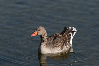 Close-up of duck swimming in lake