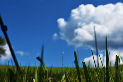 Close-up of grass on field against blue sky