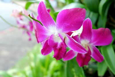 Close-up of pink flowering plant