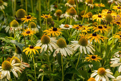 Close-up of yellow daisy flowers