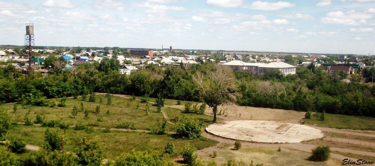 VIEW OF TREES IN PARK