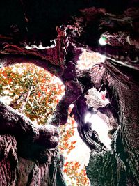 High angle view of trees in forest