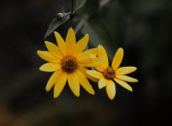 Close-up of yellow flowering plant