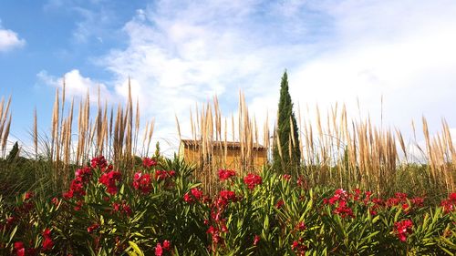 Close-up of flowers against sky