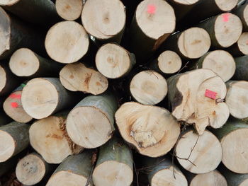 Full frame shot of logs in forest