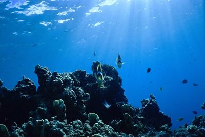 A couple of beautiful  butterfly fishes under sunlight