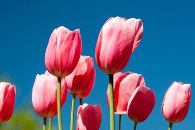 Close-up of tulips blooming against clear sky