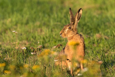 Hare sitting on a meadow in the evening light