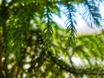 Low angle view of pine tree against sky