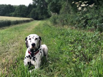 Portrait of a dog on field