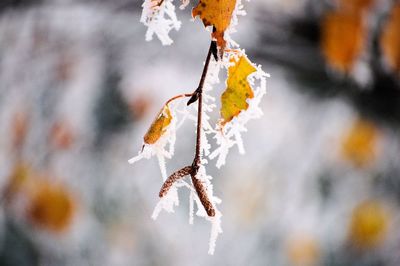 Close-up of leaves against blurred background