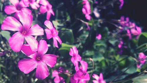 Close-up of pink flowers