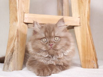 Portrait of cat sitting on wooden floor