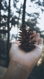 Close-up of hand holding plant