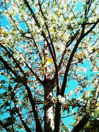 Low angle view of tree against blue sky