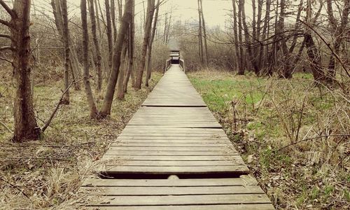 Narrow pathway along trees