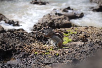 Squirrel on rock by water