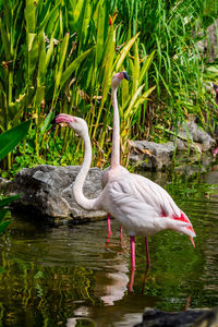 Side view of a bird in water