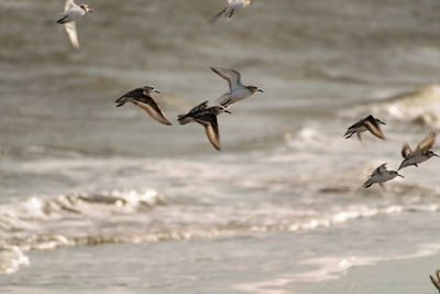 Birds flying over sea