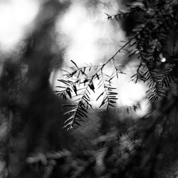 Low angle view of pine tree