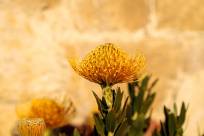 Close-up of yellow flower