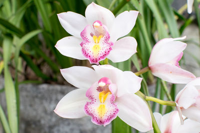 Close-up of pink flowering plant