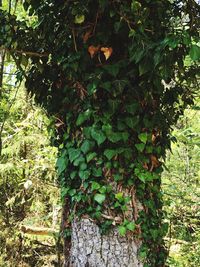 Ivy growing on tree