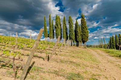 Trees growing on field against sky