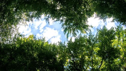 Low angle view of trees