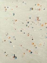 High angle view of shells on beach