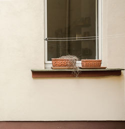 Close-up of cat on window sill