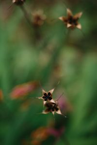 Close-up of insect on flower