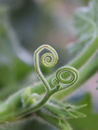 Close-up of fern