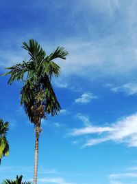 Low angle view of palm tree against blue sky