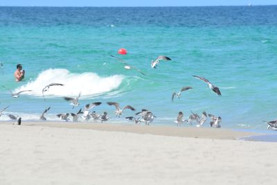 Flock of seagulls on beach