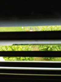 Close-up of plants growing on field seen through window