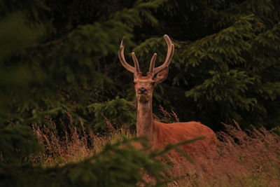 Deer in forest