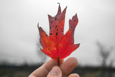 Close-up of hand holding maple leaf during autumn against sky