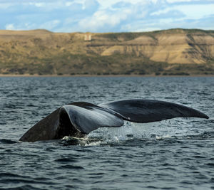 Whale swimming in sea