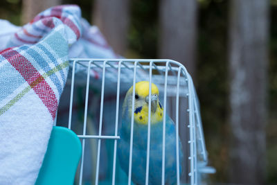 Close-up of parrot in cage